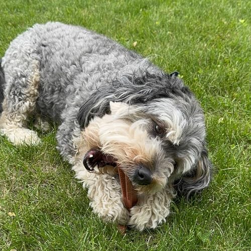 Durable T Bone Chew Toy For Aggressive Chewers Promotes Dental Health 7X5 Inch