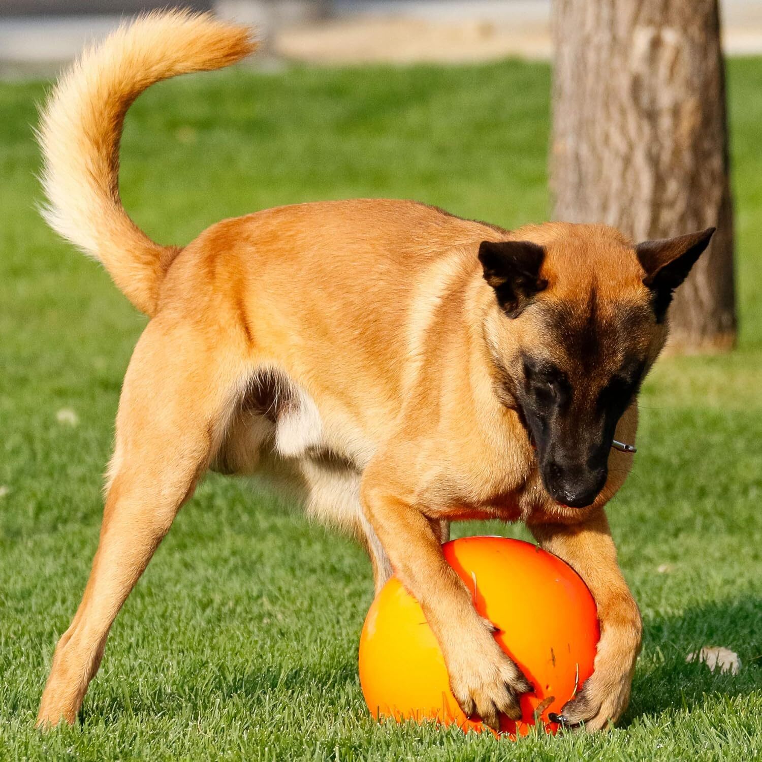 Virtually Indestructible Best Ball for Dogs, Large (10 in), Blue, Red, Orange