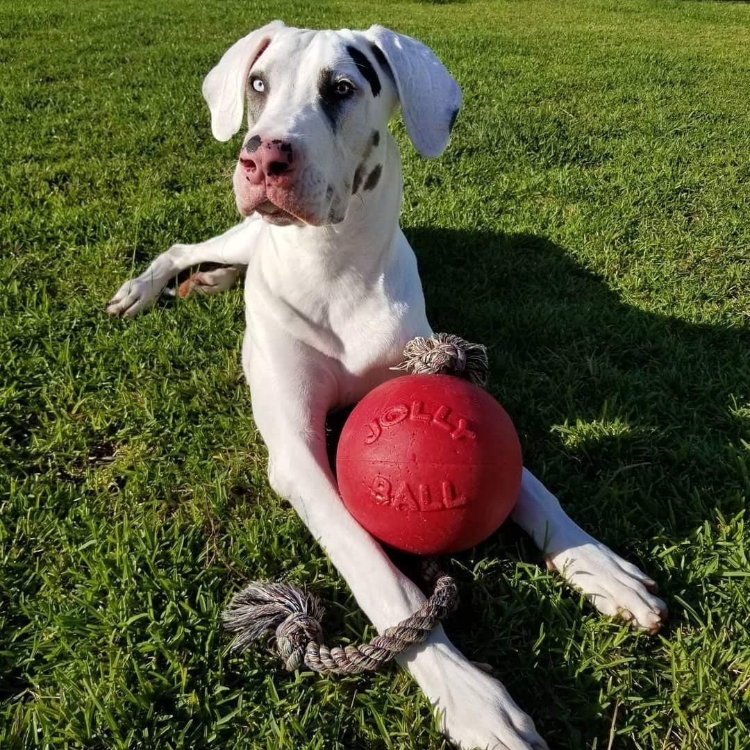 Jolly Pets Romp-n-Roll 8 inch Red Rubber Ball with Rope for Dogs