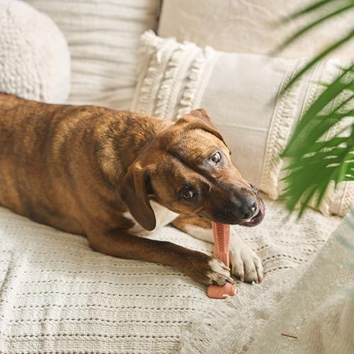 Durable T Bone Chew Toy For Aggressive Chewers Promotes Dental Health 7X5 Inch