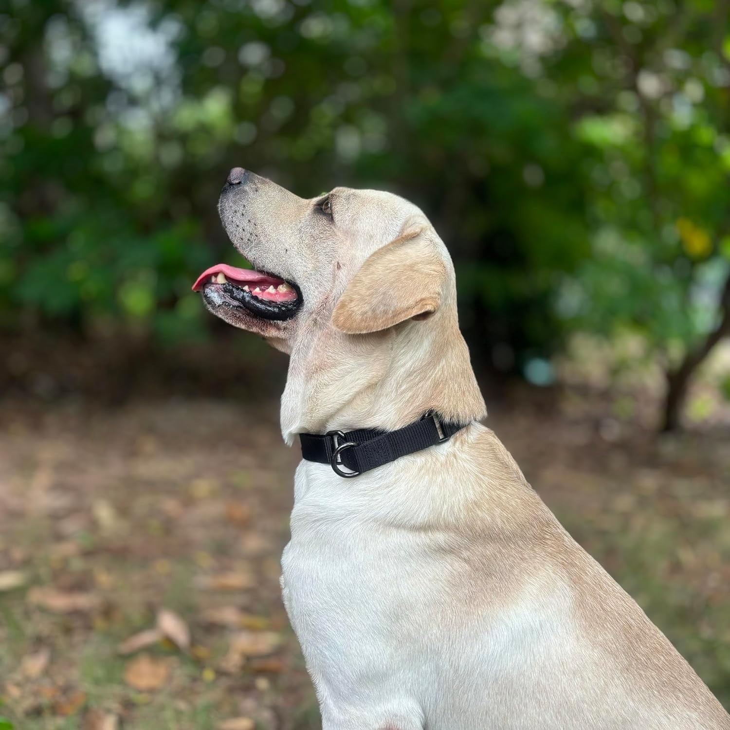 Adjustable Martingale Dog Collar Heavy Duty Nylon Safety Training Design