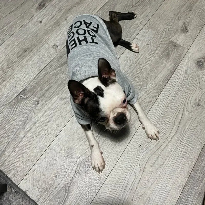 Dog Winter Hoodie, The Dog Face Coat Warm Dog Vest for Small Medium Large Dog