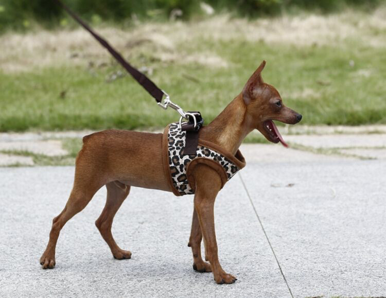 Dog Puppy Harness Vest Leopard Brown Print Soft Adjustable XS S M L