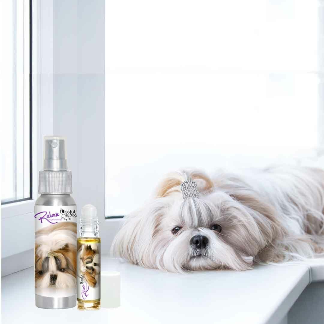 Shih Tzu Relax Dog Aromatherapy | Calms Your Anxious, Scared Shih Tzu Naturally