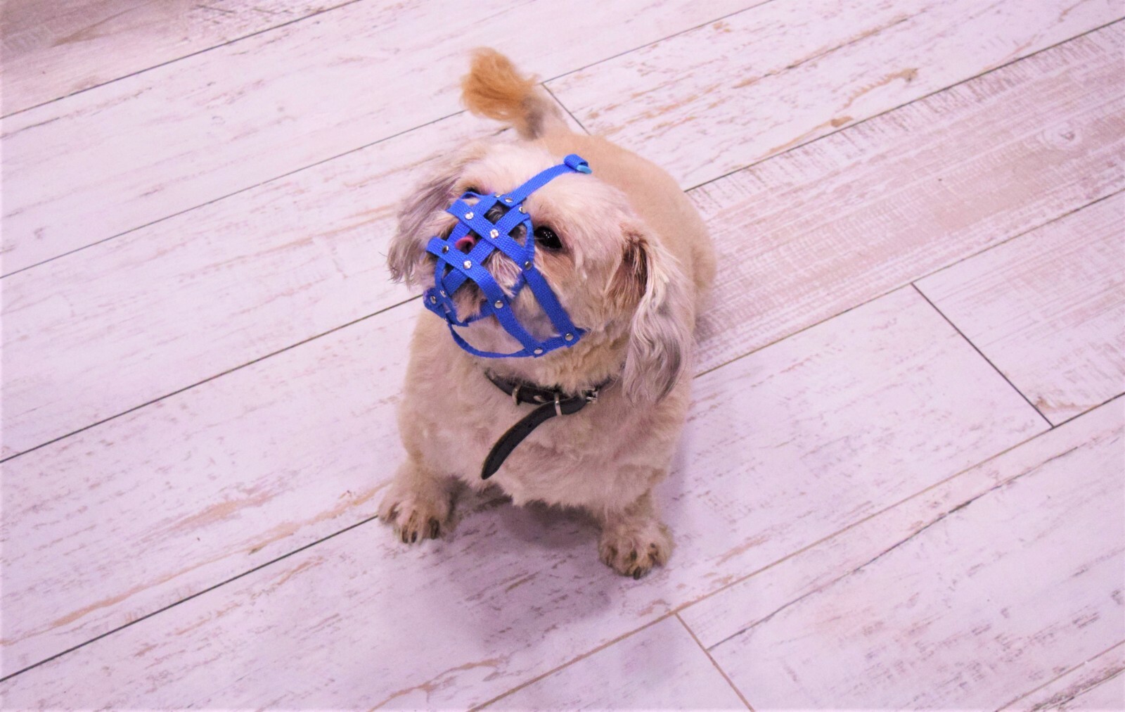 Dog Muzzle for Shih Tzu , Pug and other flat face faced short snout dog’s
