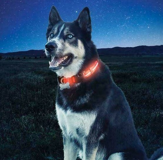 NiteDawg LED Dog Collar – Lighted Safety Blinking Walking Hunting Camping Night