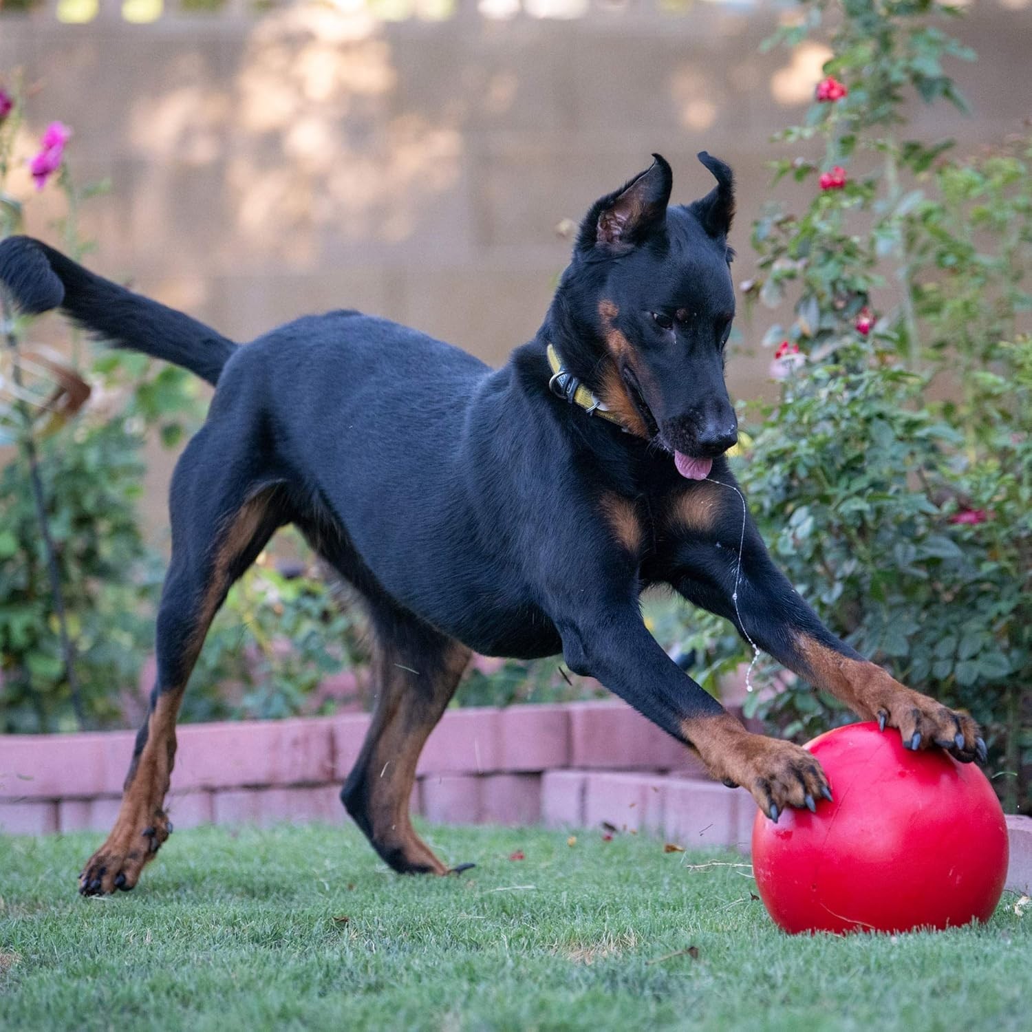 Lightweight 10-Inch Dog Toy Ball – Indestructible, Ideal for Large Dogs Outdoors