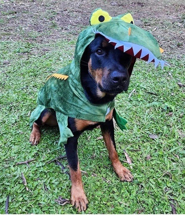 New! Dog Crocodile Design Costume XXXL (3XL) 90-120 lbs. Pet Clothes Alligator