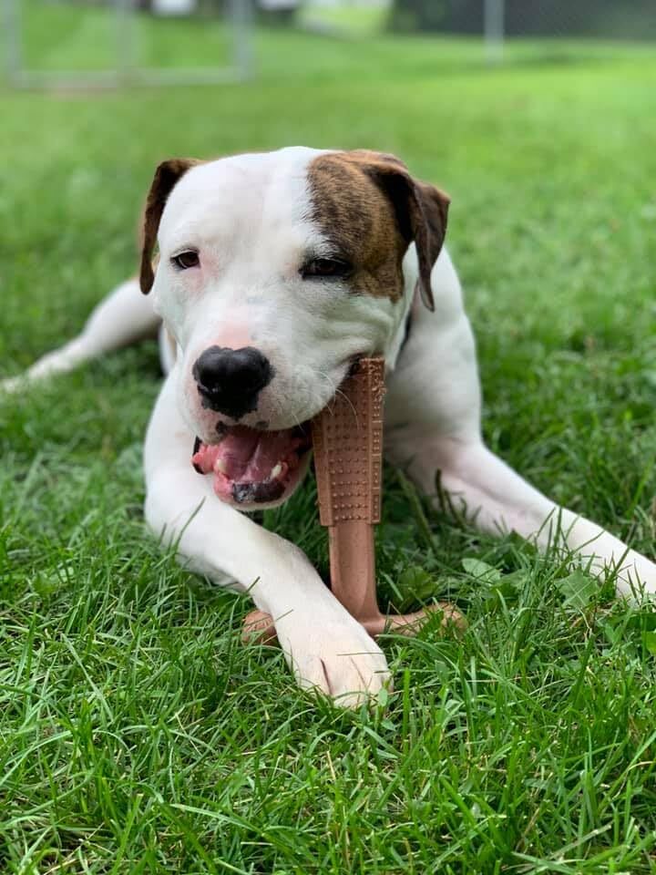 Durable Peanut Butter Dog Chew Toy for Aggressive Chewers Easy Grip Size Options