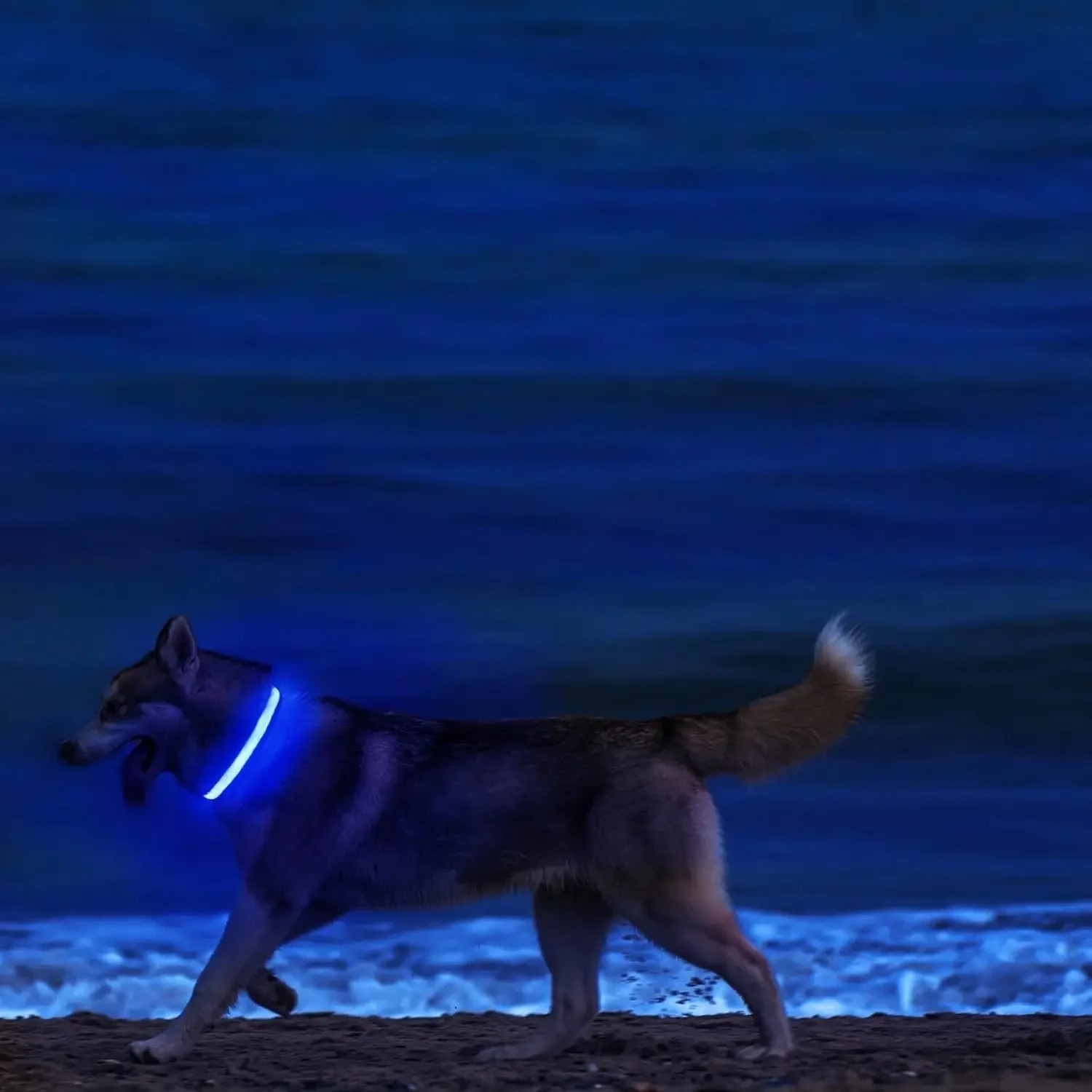 Safety Pet Dog LED Collar Night Flashing Light Up Adjustable Waterproof S-XL