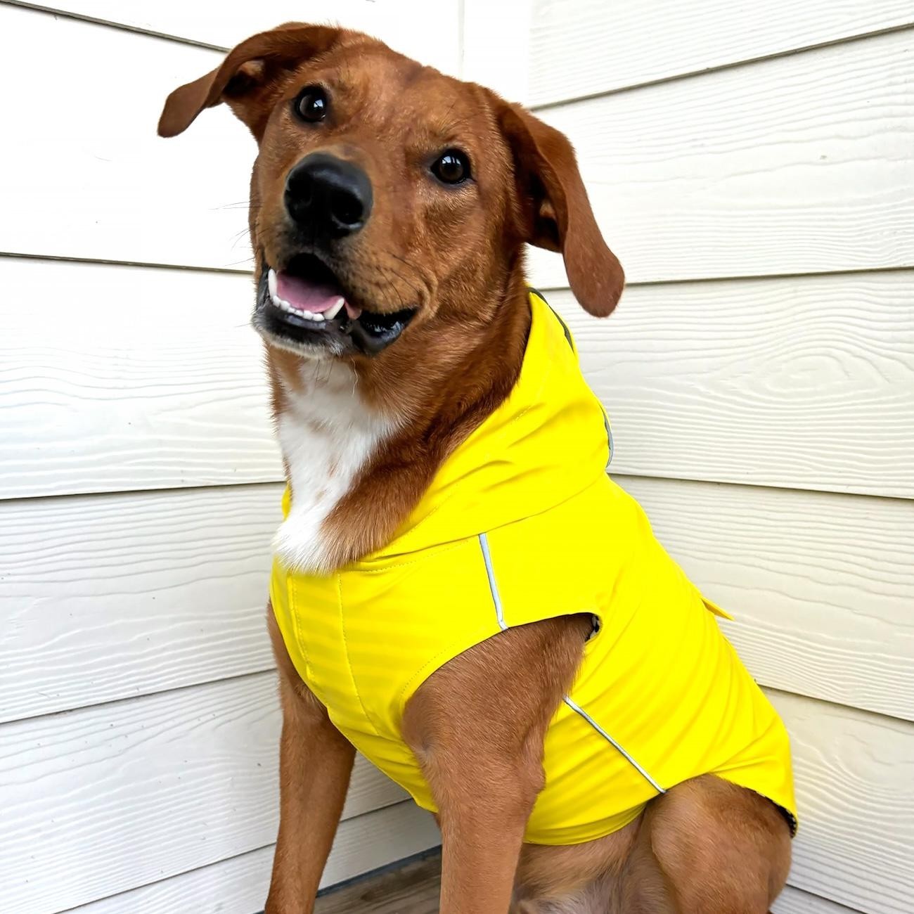 Doggie Design Slicker Raincoat for Dogs Yellow Reflective Hood Striped Lining