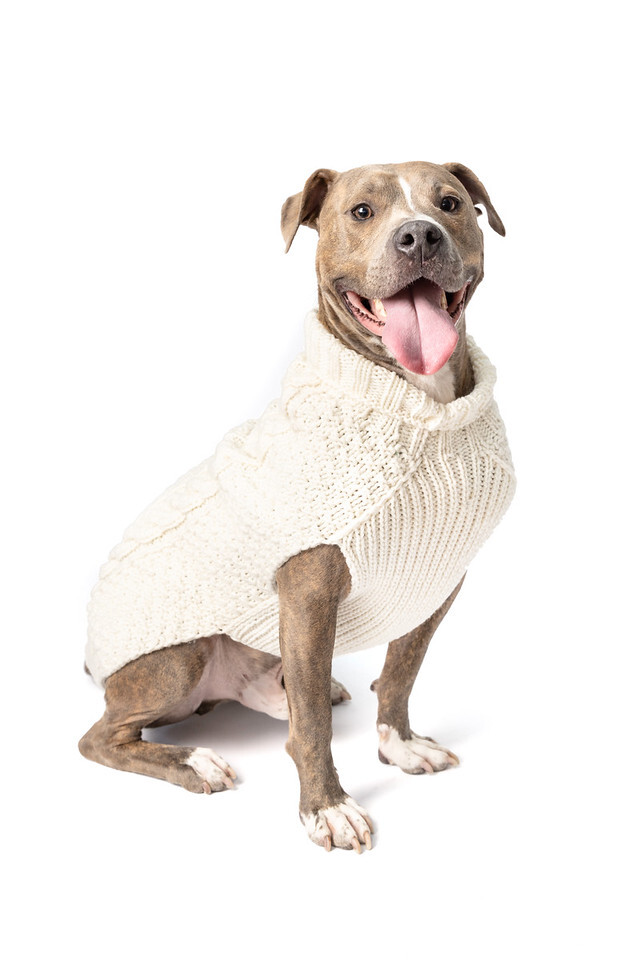 Natural Cable Knit Dog Sweater Chilly Dog Hand Knit Wool XXS-XXXL Puppy Pet NWT