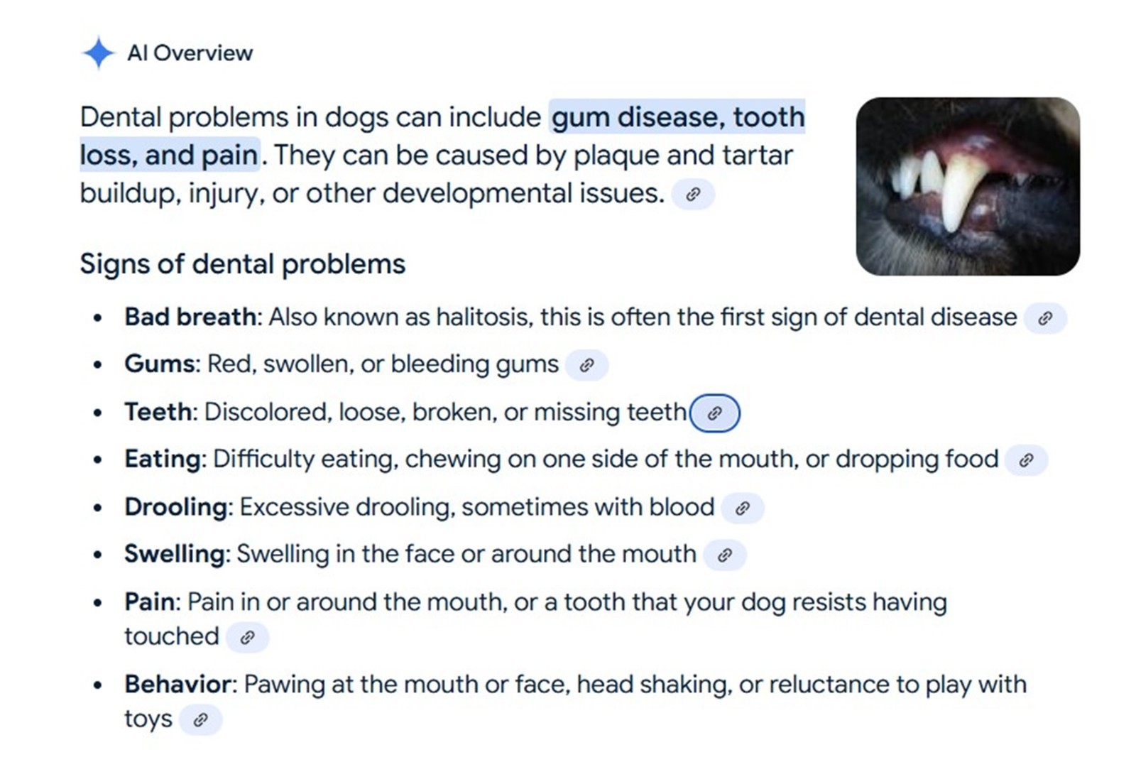 GINGIVITIS, CARIES, PLACAS, CALCULOS DENTAL EN PERROS Y GATOS
