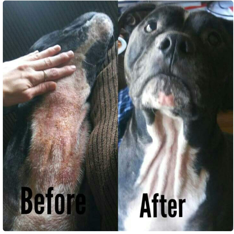 Dog Skin Care Products Hot spot & Dry Itchy Skin Relief Organic & All Natural