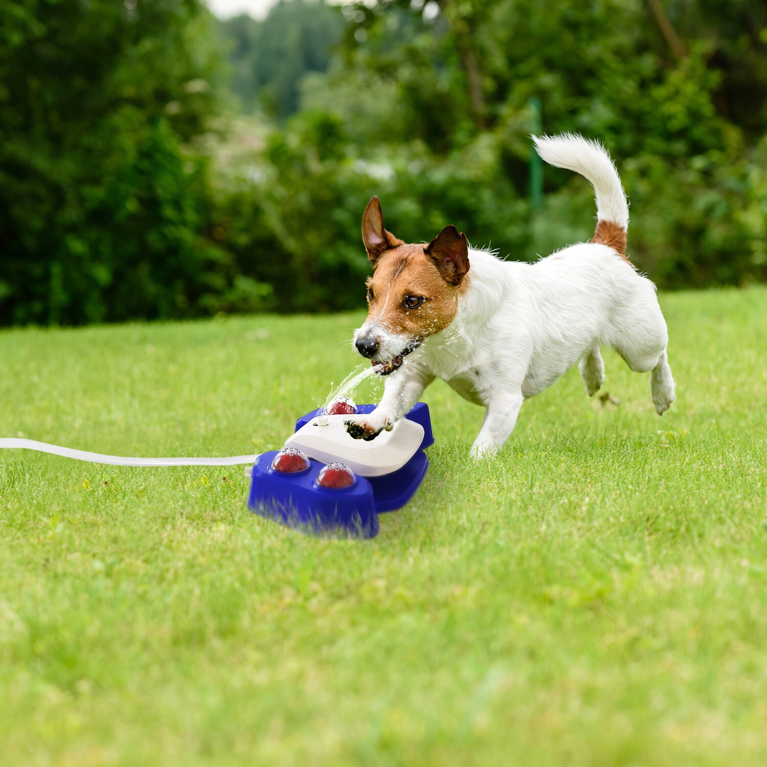 Outdoor Dog Fountain Step On Paw Activated Sprinkler Toy for Fresh Water Drink