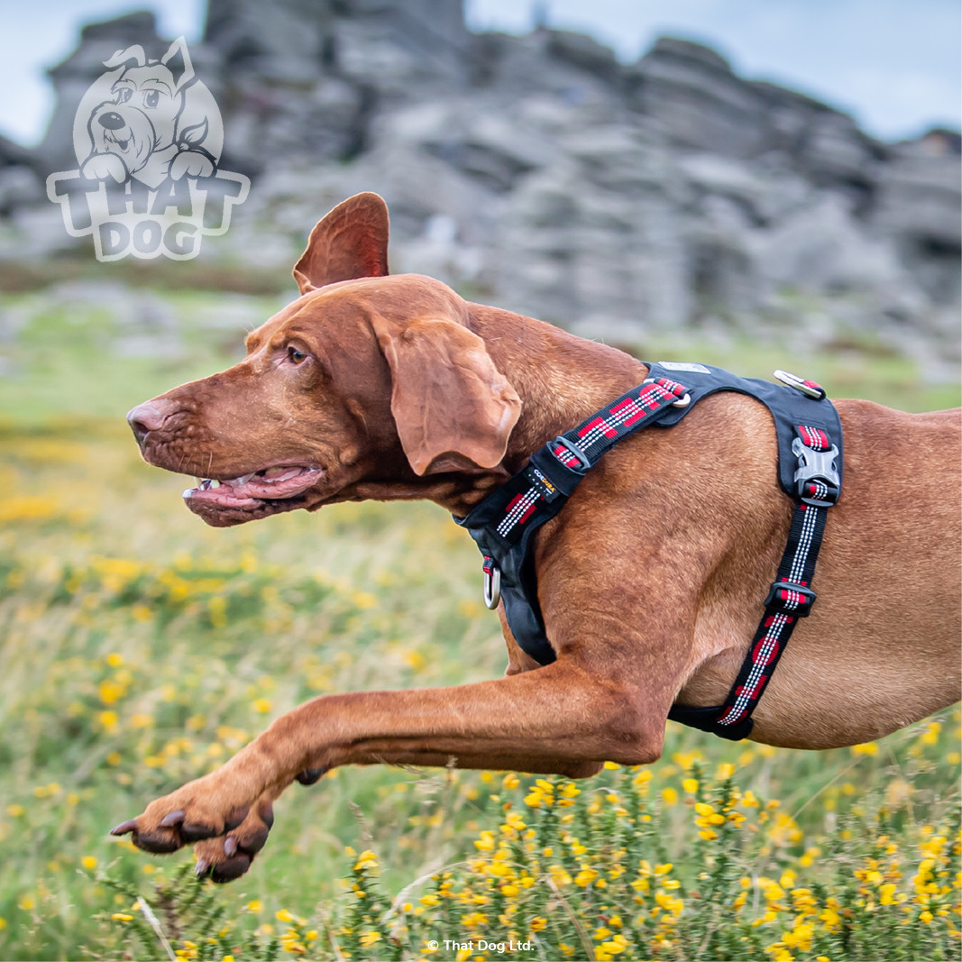 Dog Harness Truelove CORDURA Premium Lightweight Reflective XXS XS S M L XL