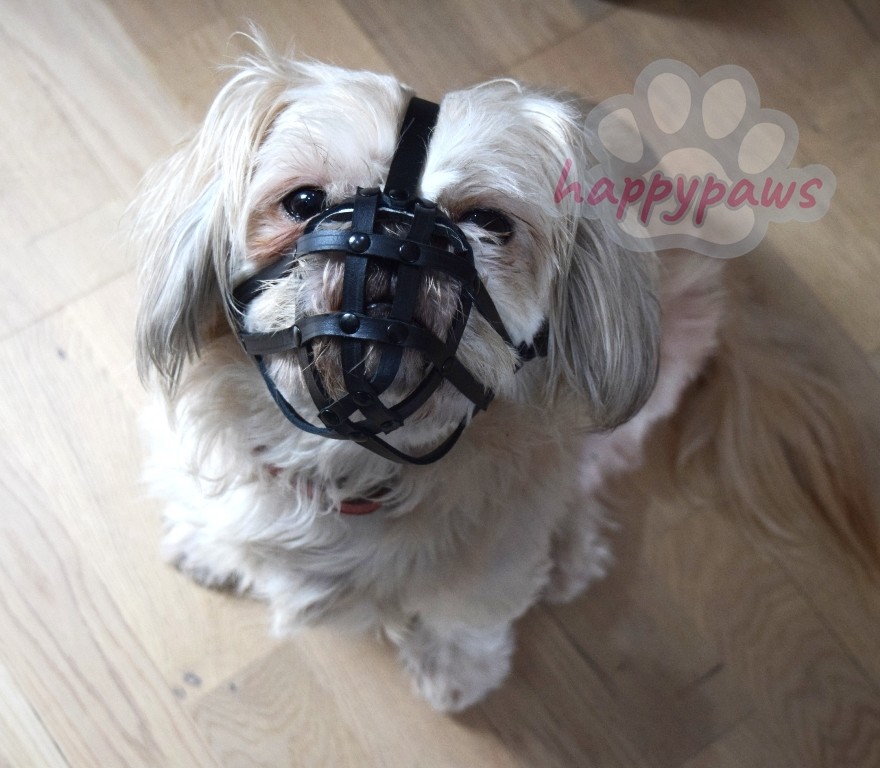 Leather Dog Muzzle | Shih Tzu & other flat faced short snouts | Strong, Stylish
