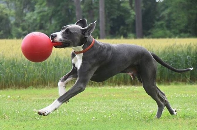 Jolly Pets Tug-N-Toss 10 inch Red Rubber Ball with Handle Chew Toy for Dogs
