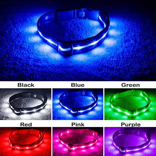 BLAZIN Brightest Light Up Dog Collars – The Original Assorted Sizes , Colors