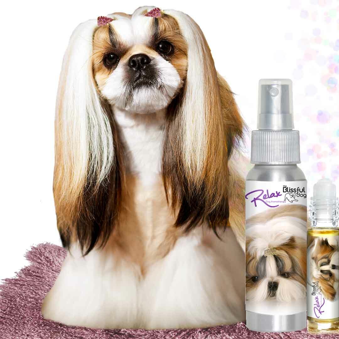 Shih Tzu Relax Dog Aromatherapy | Calms Your Anxious, Scared Shih Tzu Naturally