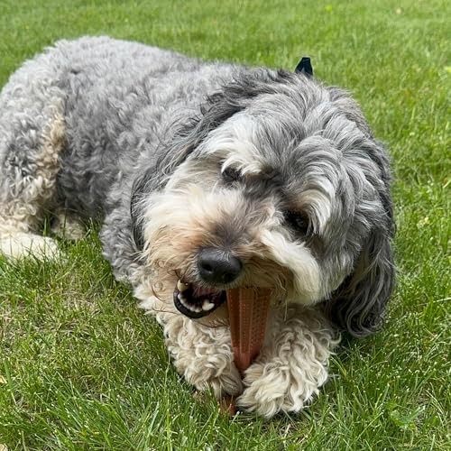 Durable T Bone Chew Toy For Aggressive Chewers Promotes Dental Health 7X5 Inch
