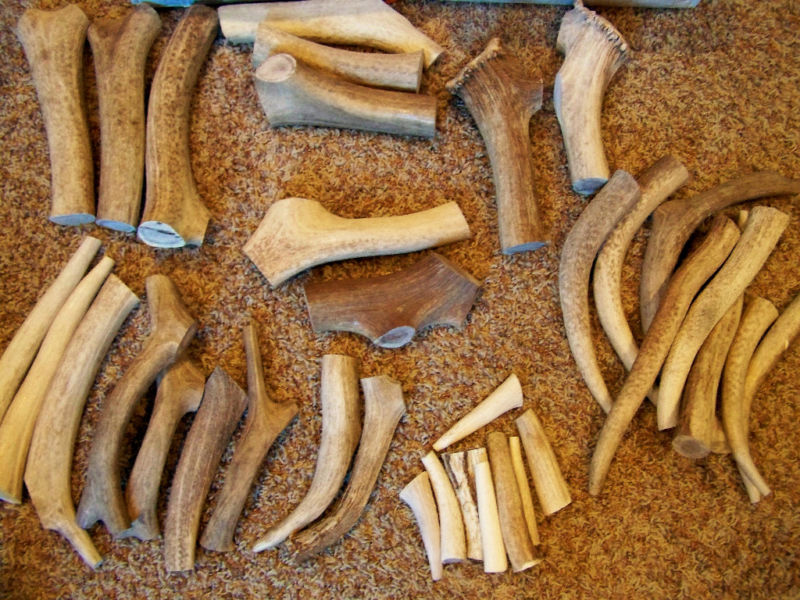 1 1/2 LBs DEER ELK Antler Dog Chews Treats HARD CORE – See Quantities USA Shed
