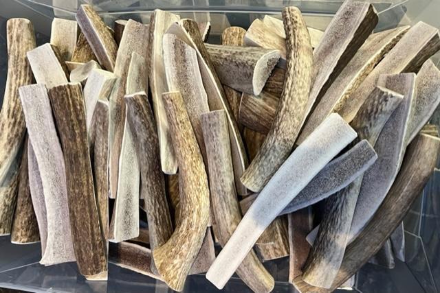 JUMBO Split Elk Antlers 9″ – 11″ Long FRESH Dog Long Lasting Chews USA Fresh