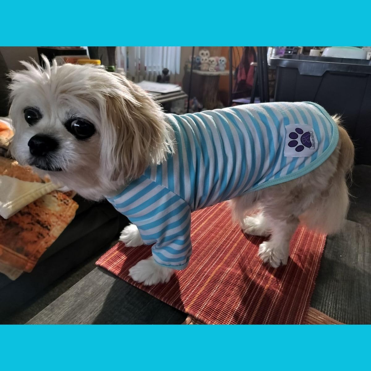 Dream Dog Small Breeds – Luxury Dog Summer Casual Striped Shirt T-Shirt Outfit,