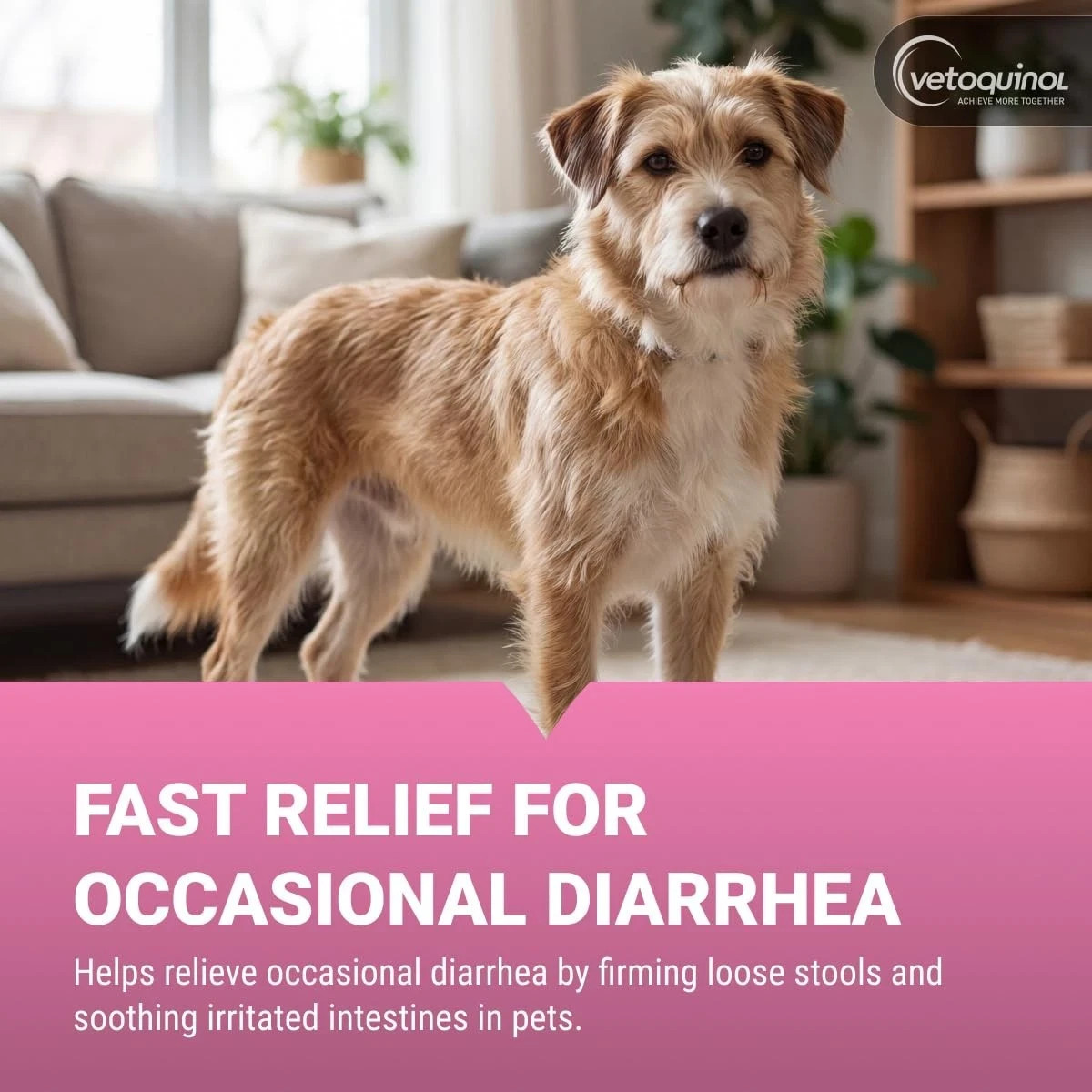 Pro-Pectalin Anti-Diarrheal Tablets for Dogs and Cats (250 Tablets)