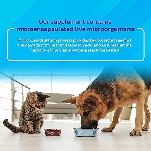 400g Probiotics for Dogs and Cats – Vet Formulated Pet Prebiotic & Enzyme Powder