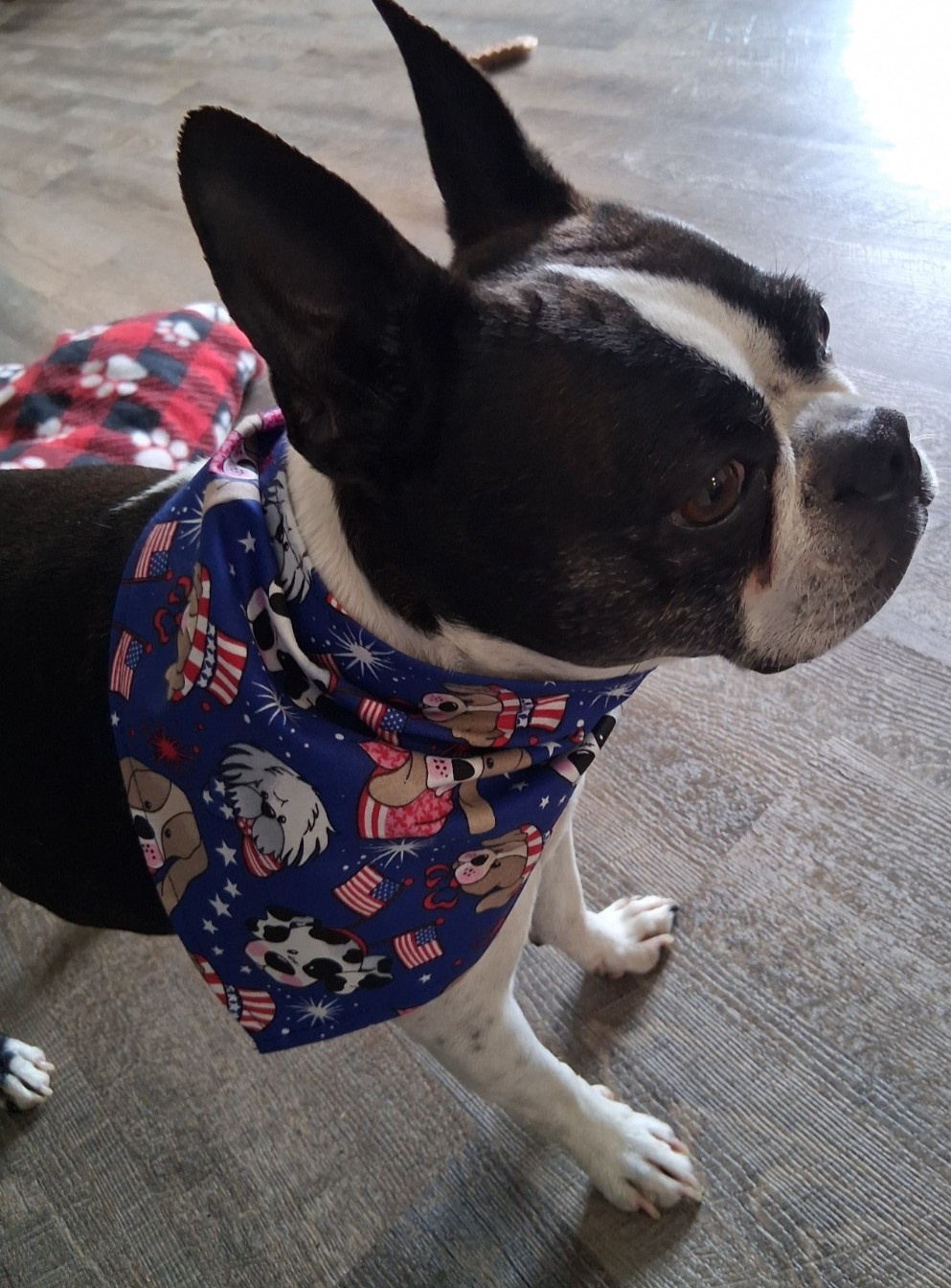 Patriotic, Dog Bandana, Scarf, Fireworks, Dogs, Flags, XS, S, M, L