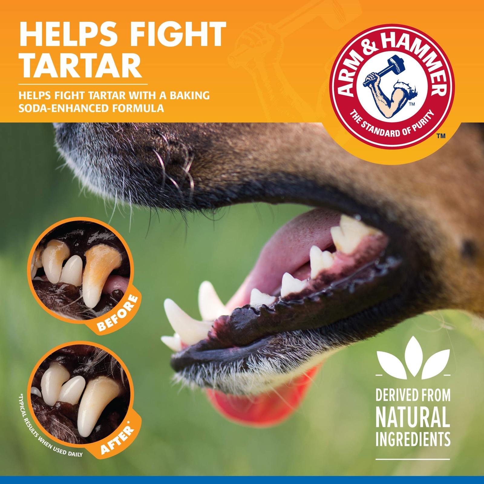 Arm & Hammer Dog Water Additive for Dental Care – Bad 16 Fl Oz (Pack of 1)