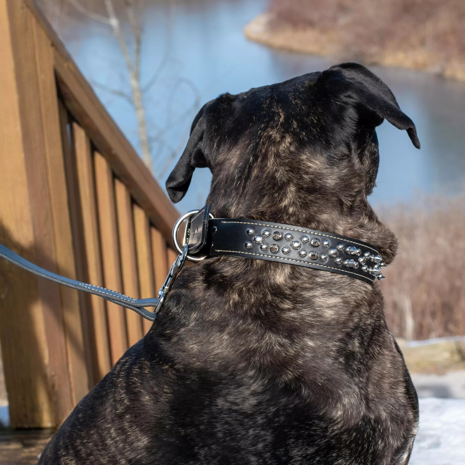 Circle T Oak Tanned Leather Double-Ply Spiked Dog Collar 1 1/2″ x 24″