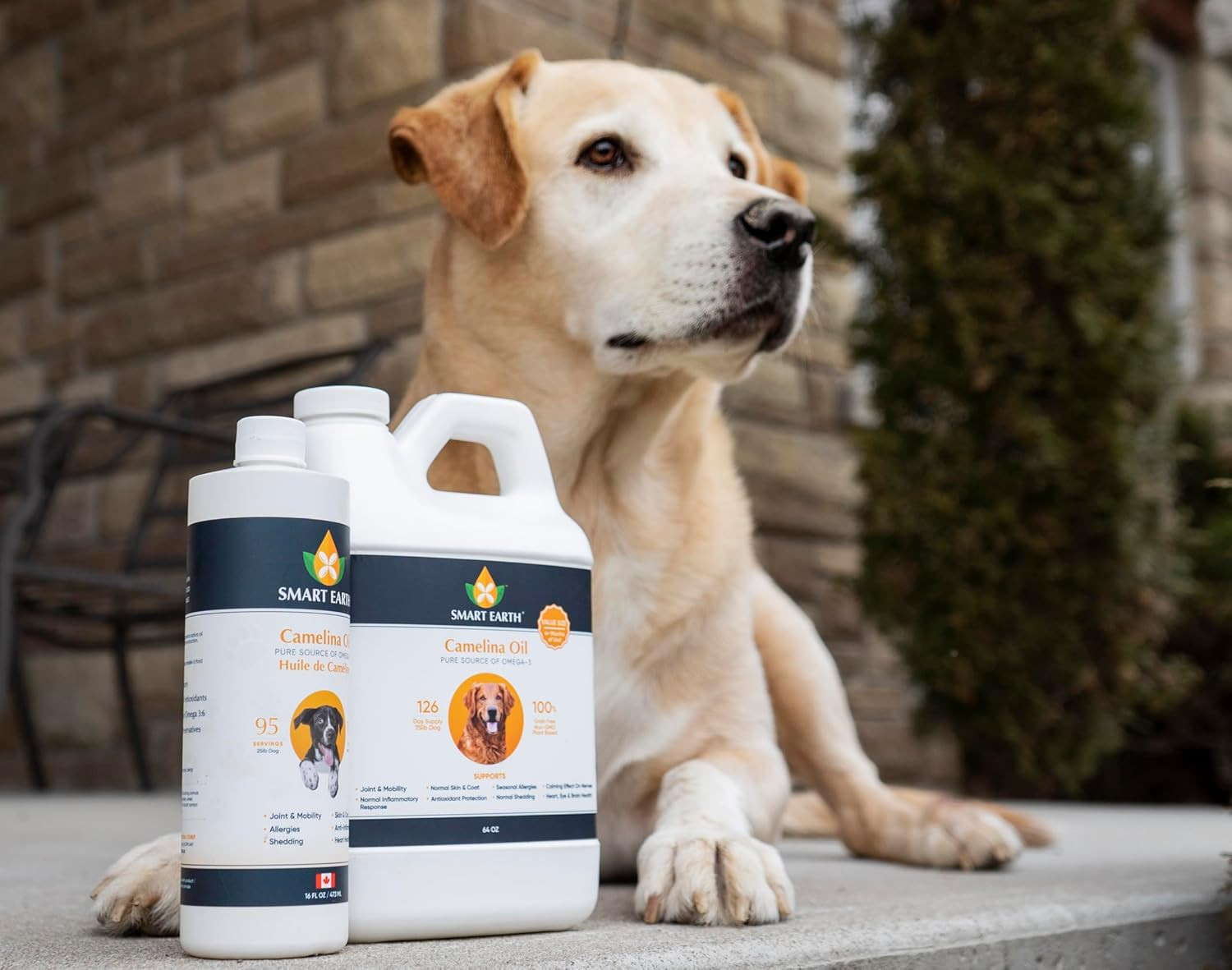 Camelina Oil for Dogs – Omega 3, 6, 9 Supplement for Healthy Skin, Shiny Coat &