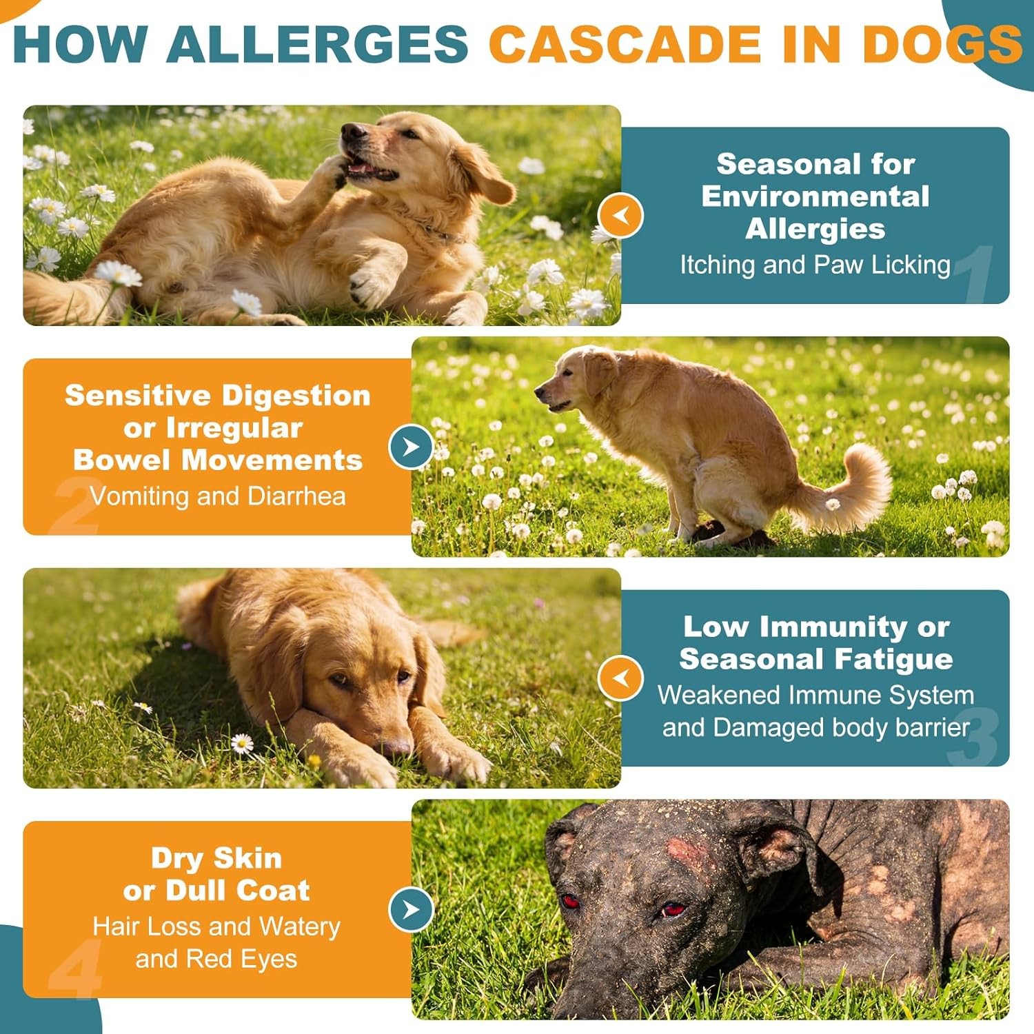 Dog Allergy Chews for Itchy Skin Paw Licking Immune Support Dogs 180 Ct
