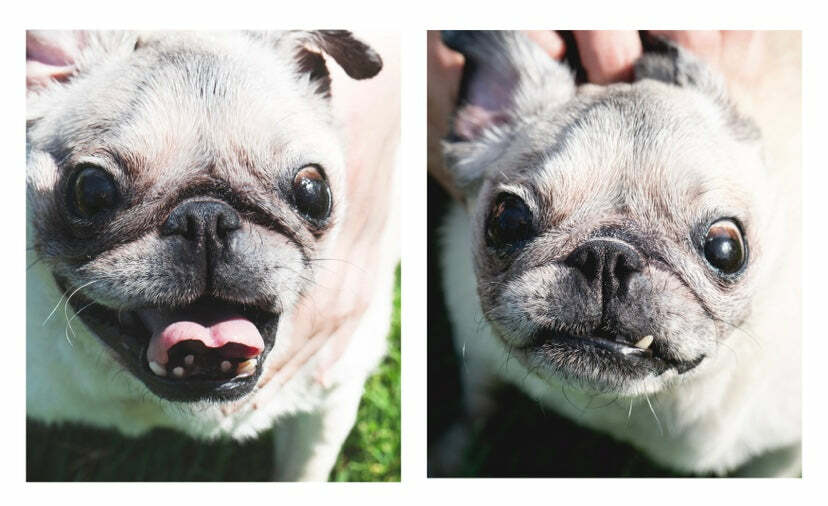 Squishface Wrinkle Wipes + Wrinkle Paste Bundle – Cleans & Protects Dog Wrinkles