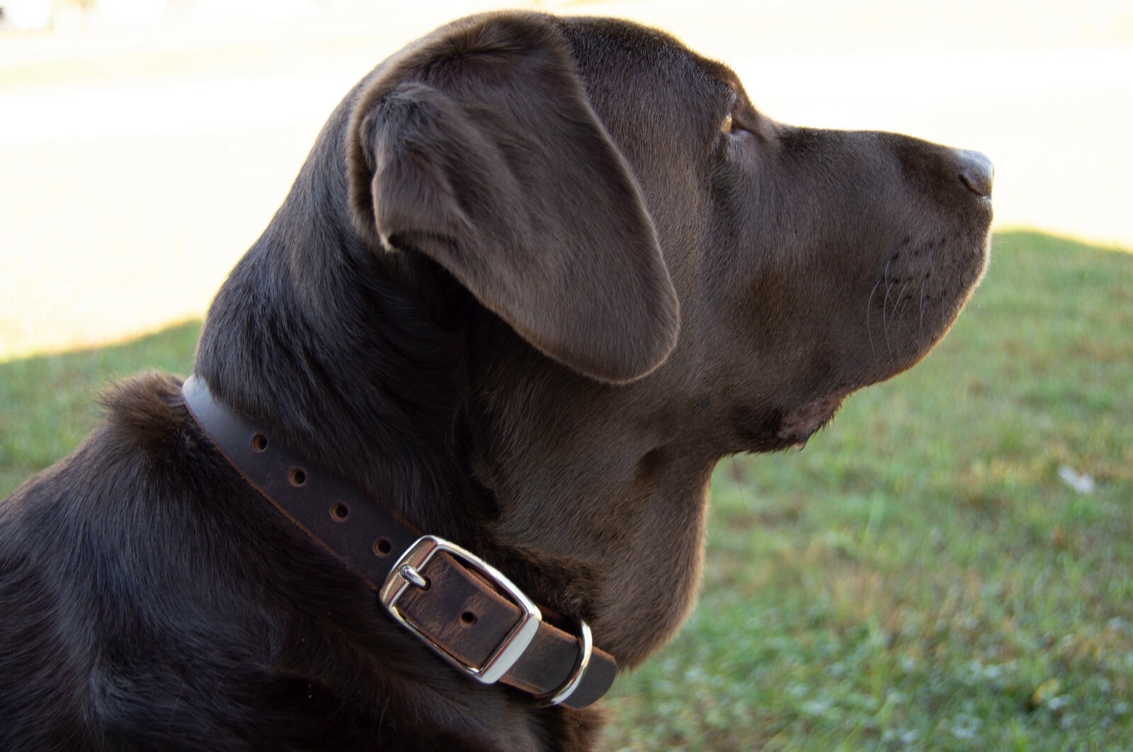 Heavy Duty Leather Dog Collar_Medium, Large, XL_1″ Wide_Amish Handmade