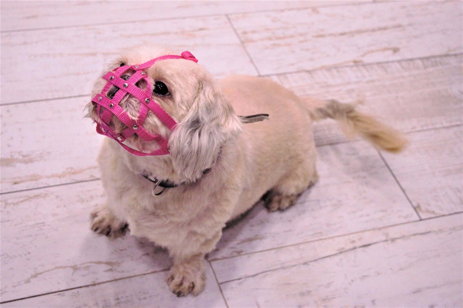 Dog Muzzle for Shih Tzu , Pug and other flat face faced short snout dog’s