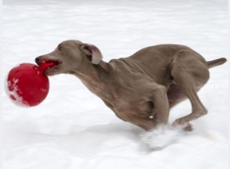 Jolly Pets Tug-N-Toss 8 inch Red Rubber Ball with Handle Chew Toy for Dogs