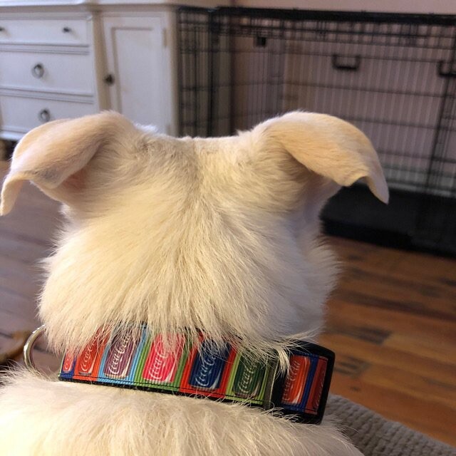 Wide dog collar upgrade handmade 1 1/4″or 1 1/2″ adjustable buckle collar leash
