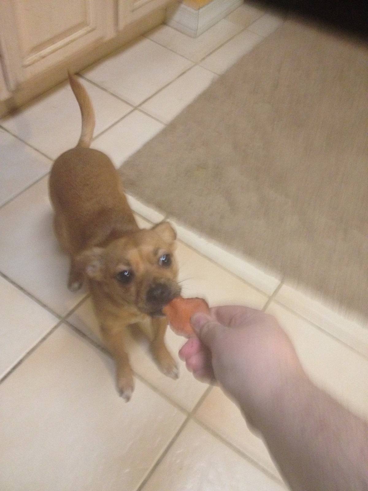 All Natural Sweet Potato Dog Treats – Honey Coated, Made In USA, No Chemicals!!