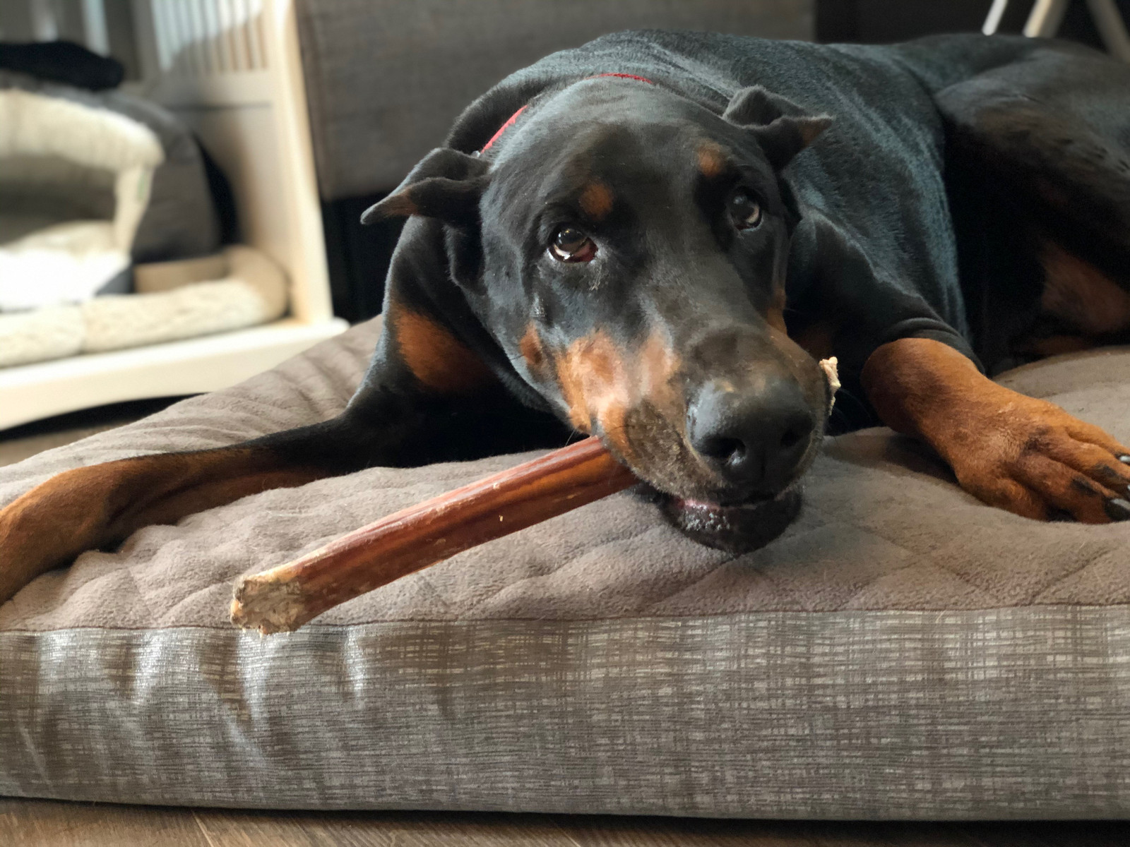 HDP Jumbo Beef Bully Sticks Dog Natural Dental treat chew 12″