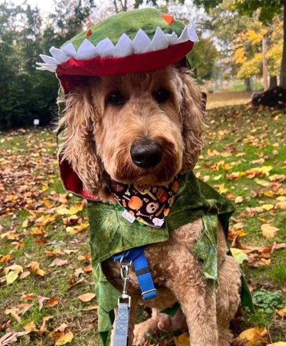 New! Dog Crocodile Design Costume XXXL (3XL) 90-120 lbs. Pet Clothes Alligator