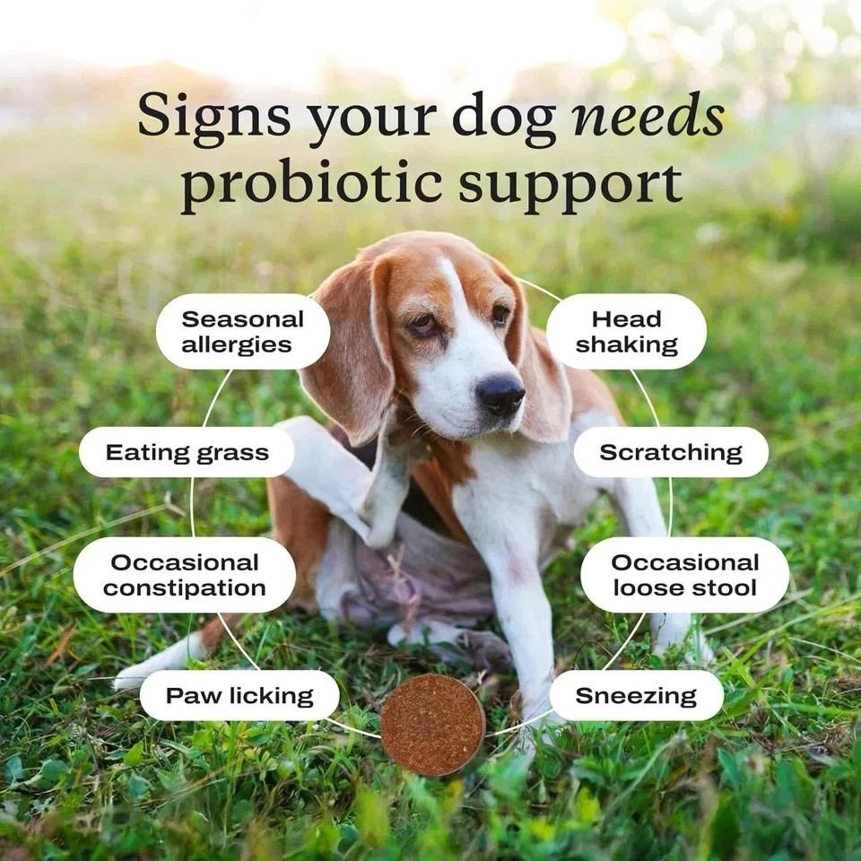5 Pack (PetLabCo.) Supports Healthy Gut & Normal Digestive Probiotic Chew
