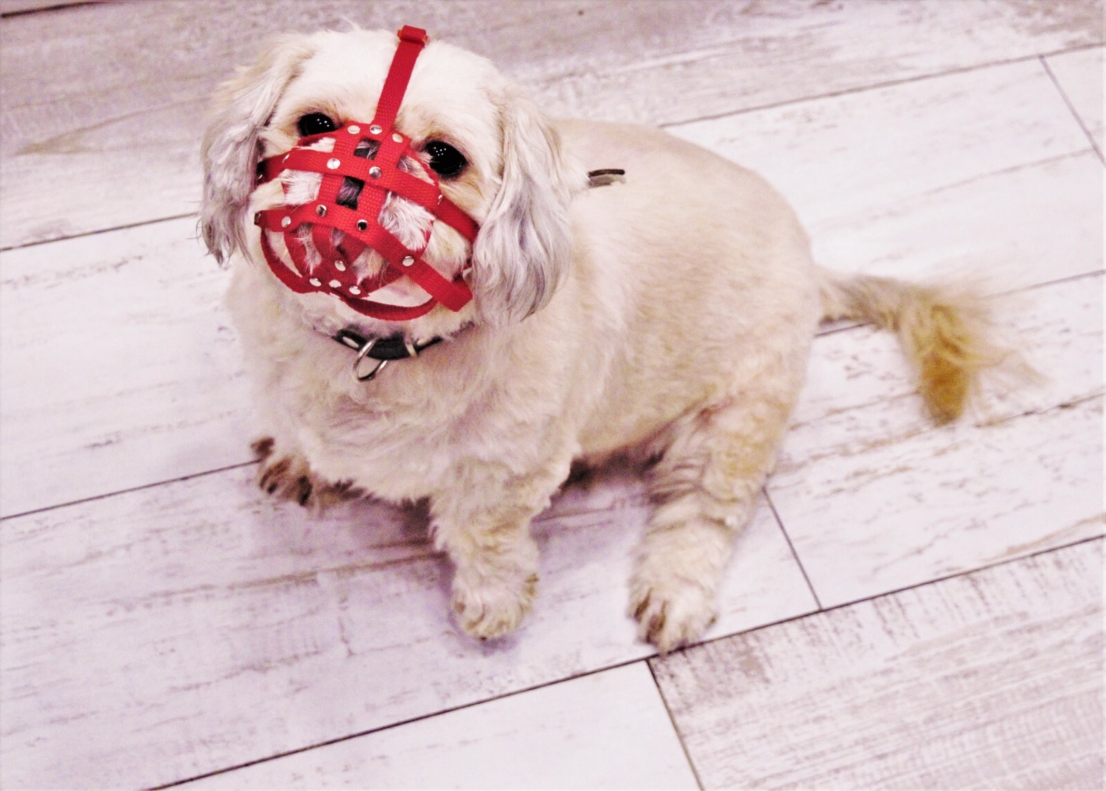 Dog Muzzle for Shih Tzu , Pug and other flat face faced short snout dog’s