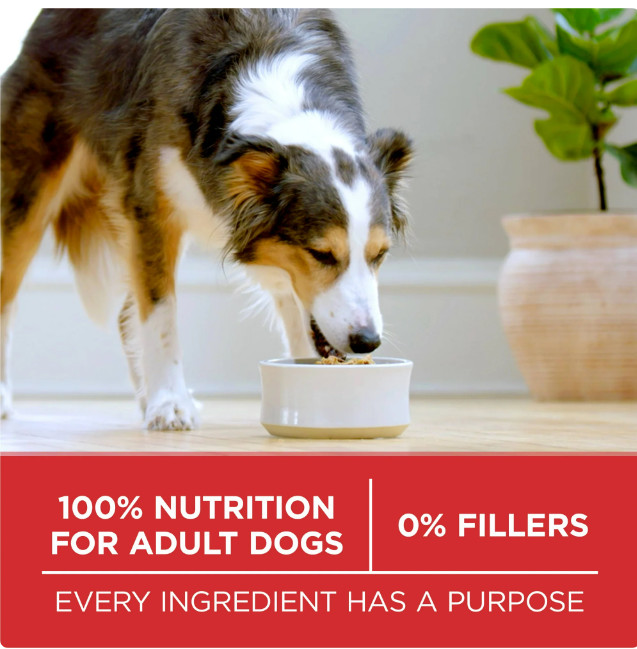Purina One Dry Dog Food for Adult Dogs High Protein, Real Chicken & Rice, 40 lb