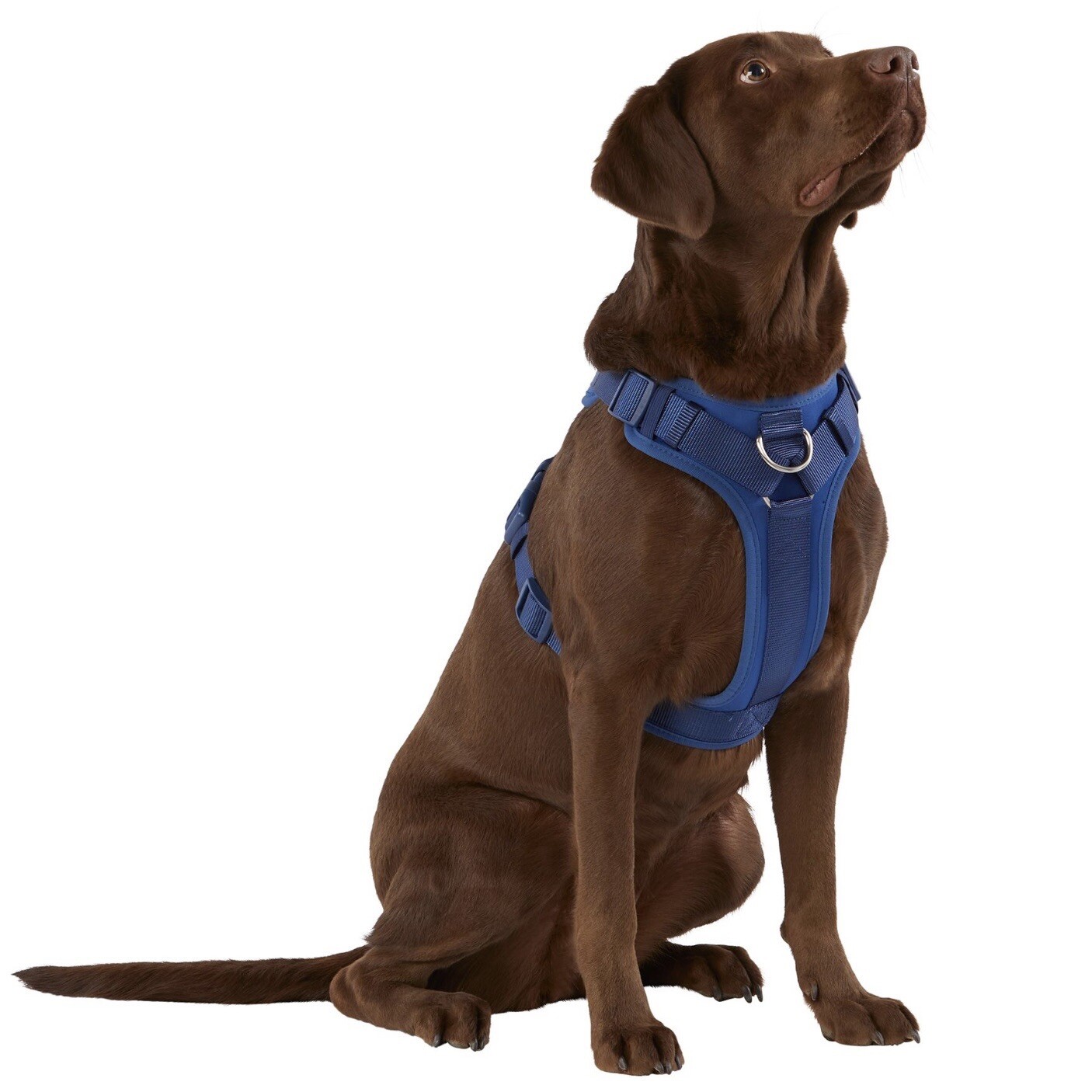 TOP PAW Royal Blue Neoprene Padded Harness Small Boston, Shih Tzu, Pug, Mini Dac