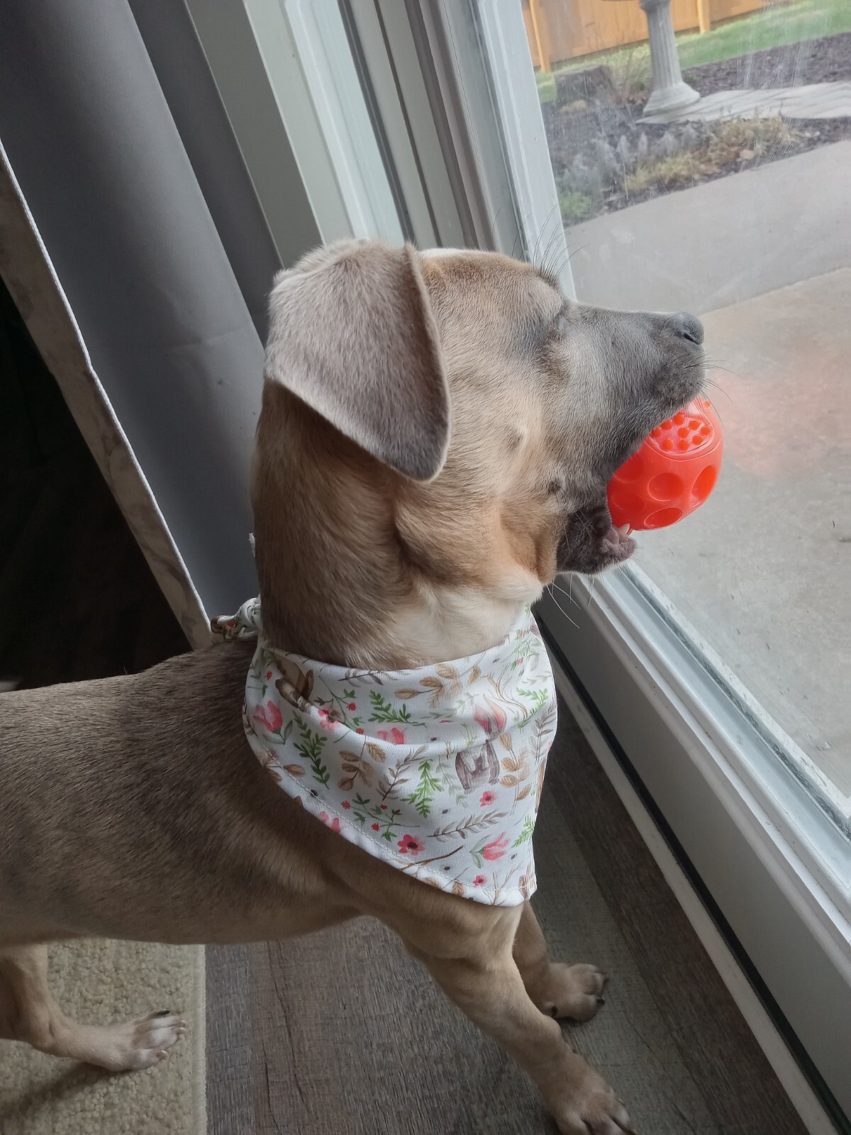 Dog Bandana/Scarf, Tie On, Easter, Rabbits, Spring, XS, S, M, L, XL