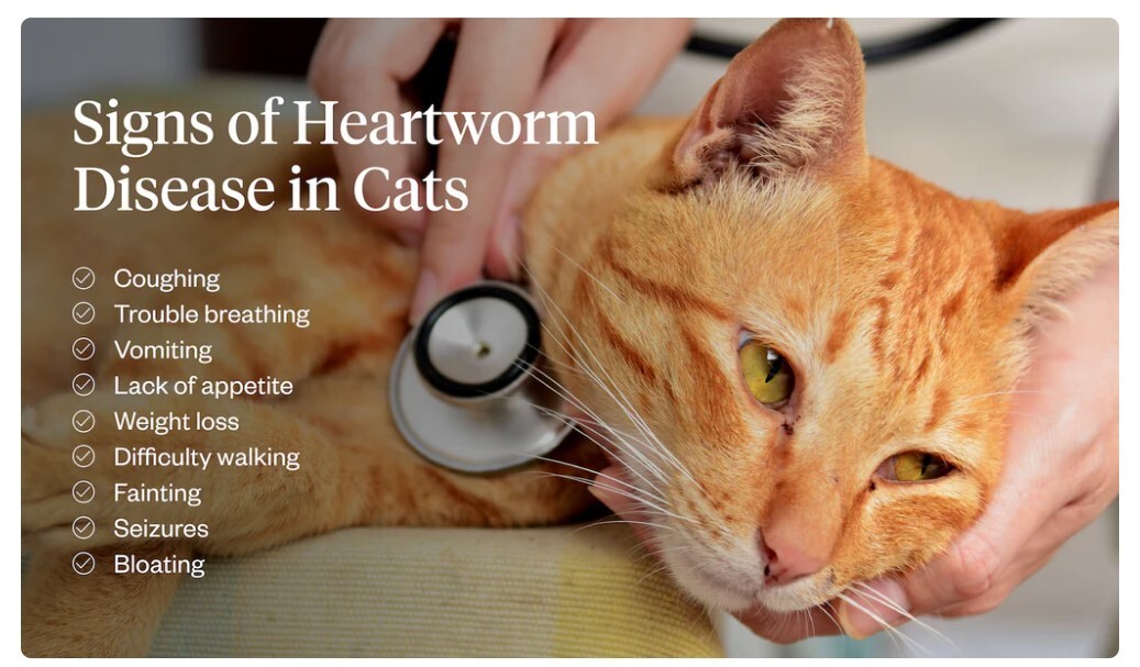 EL GUSANO DEL CORAZON DE LOS PERROS GATOS – FILARIOSIS – TRATAR Y PREVENIR USA