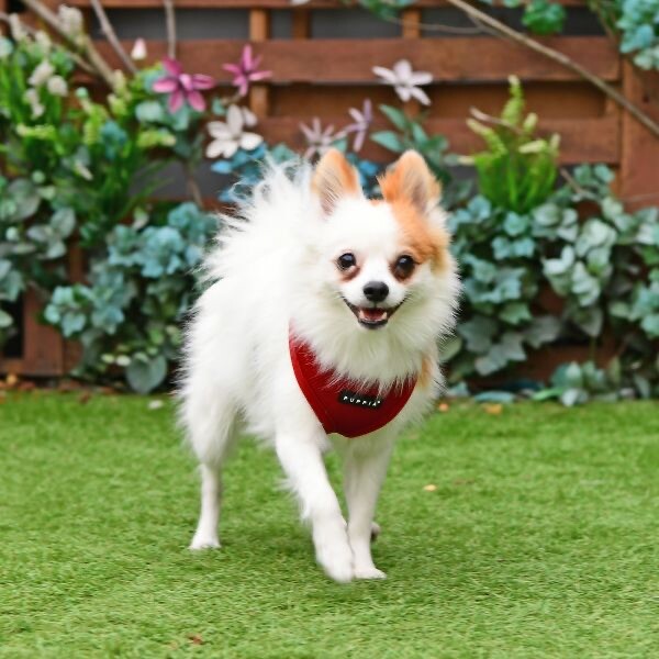 Puppia® Soft Mesh Adjustable Breathable Dog Harness XS S M L XL AC30